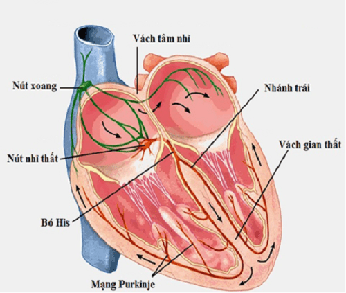 Hệ thống dẫn truyền tim