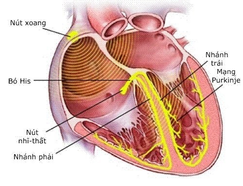 Hệ thống dẫn truyền tim