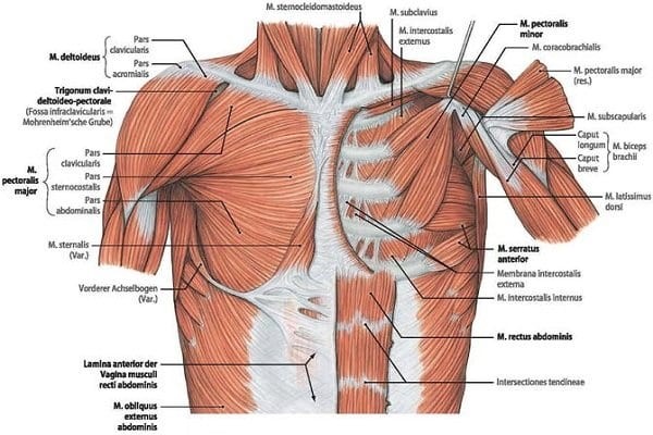 Cấu trúc thành ngực