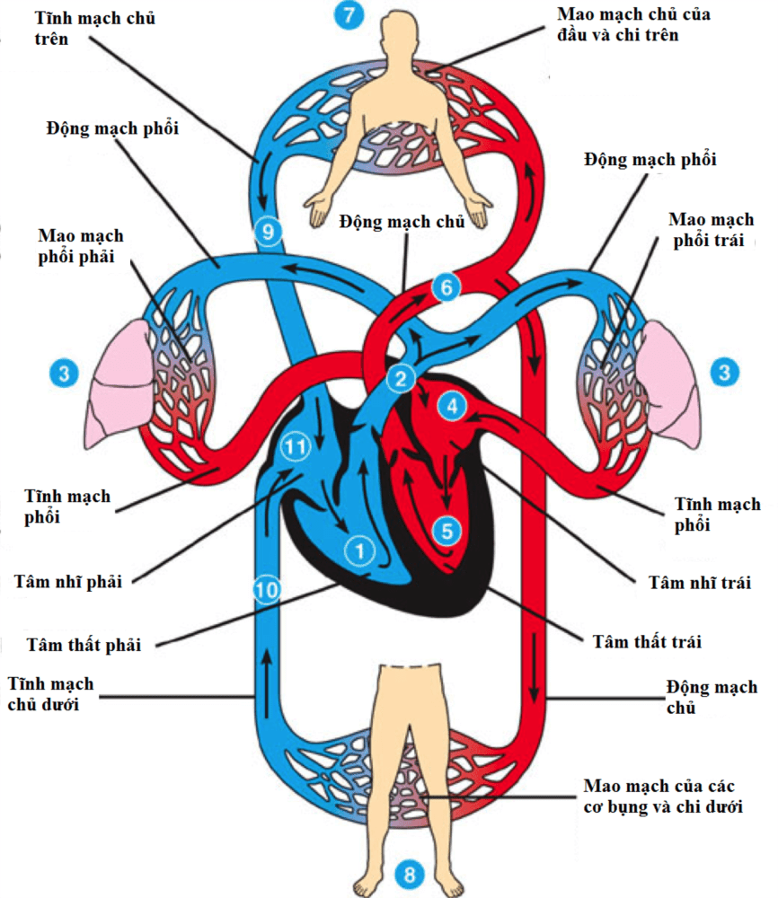 vòng tuần hoàn máu