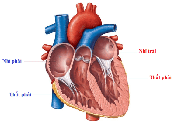 Cấu tạo của tim