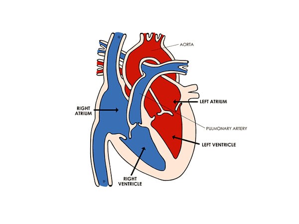 Ngoại tâm thu: Những điều cần biết về chẩn đoán và điều trị