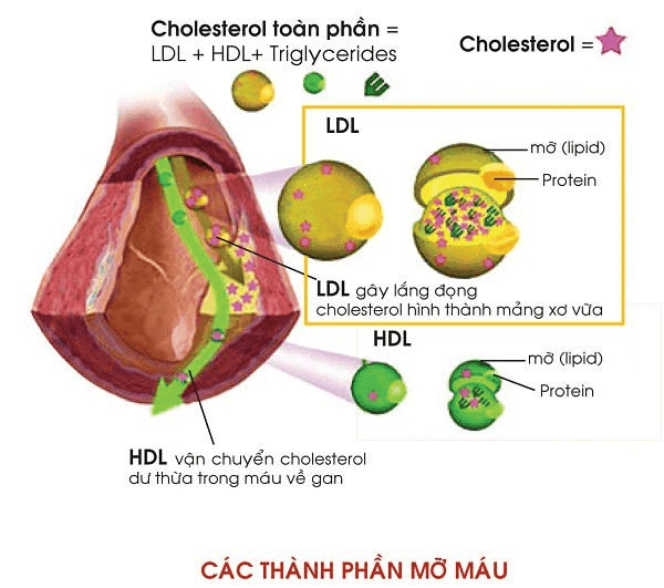  Các thành phần lipid trong máu