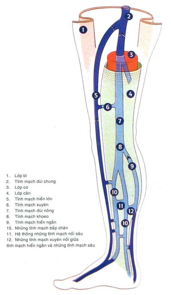 Giải phẫu hệ thống tĩnh mạch chi dưới