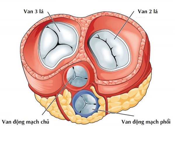 Ở người bình thường, van động mạch chủ có ba lá