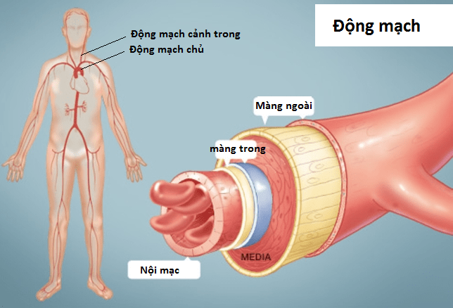 viêm động mạch thái dương